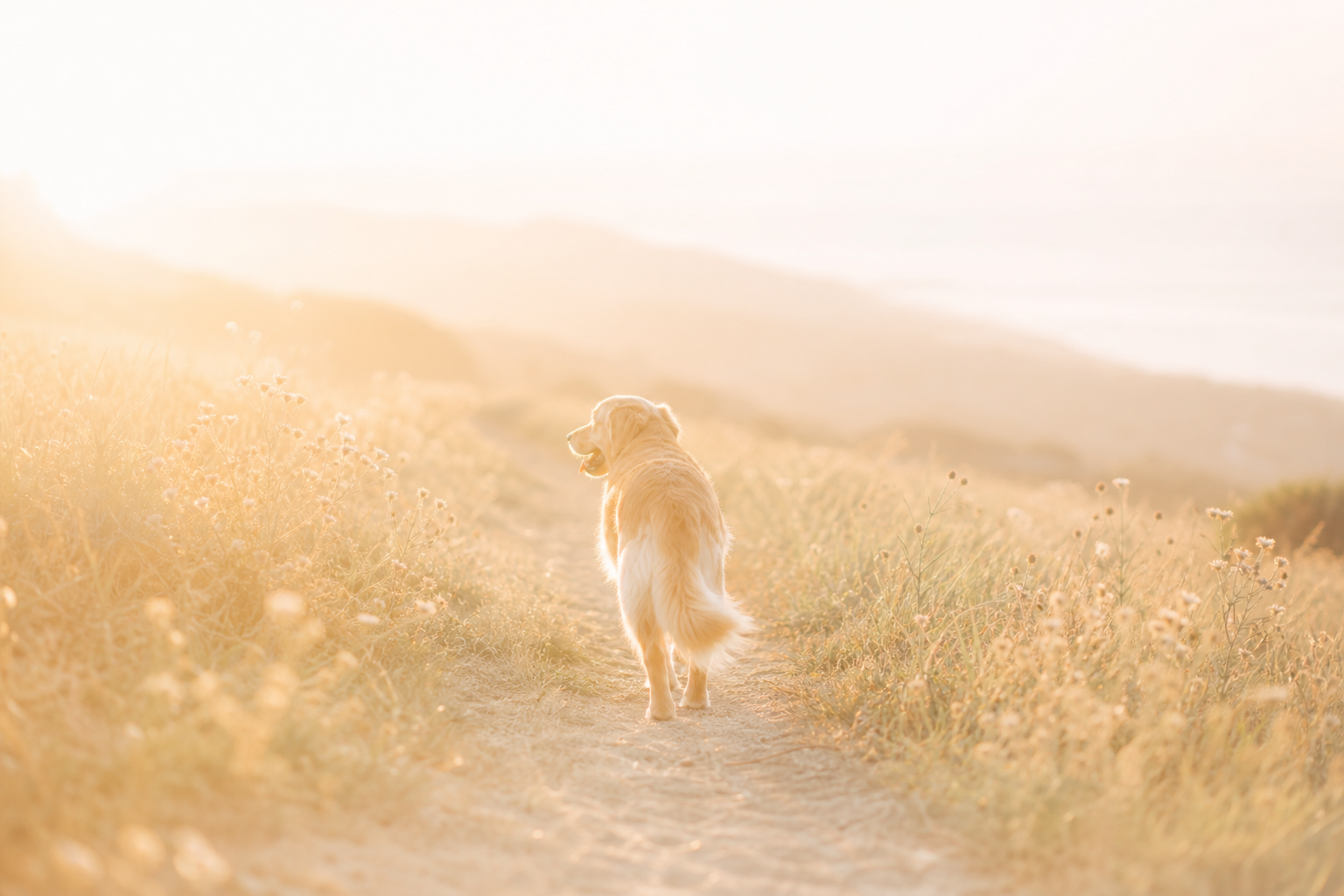 Dog walking a sunlit trail